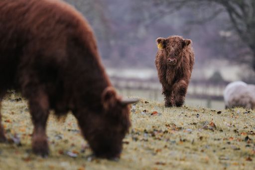 A selective focus shot of highland cattles grazing in the meadow