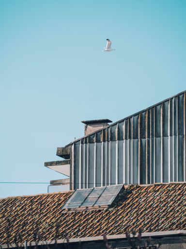 A bird flying on the roofs of buildings in the city on a sunny day