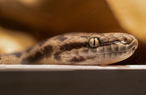 A close-up image of a brown and white striped snake resting on a wooden crate, its head raised, looking directly into the camera