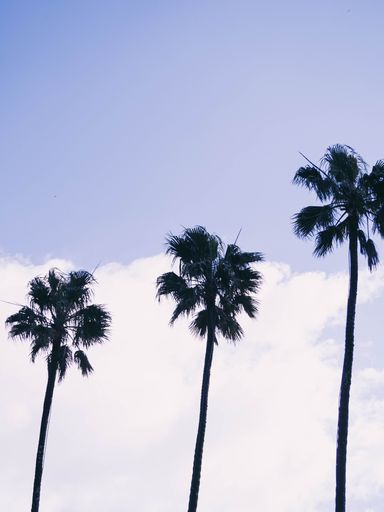 A silhouette shot of palm trees against a blue sky with clouds