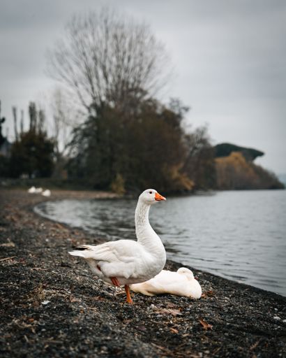 A vertical of a domestic goose standing by a lake and another one laying next to it