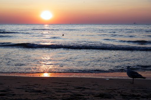 A seagull is walking along the shoreline of a tropical beach at sunset, with a bright orange and pink sky in the background