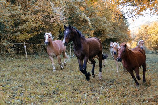A closeup of beautiful horses gallop along the green grass, during daylight