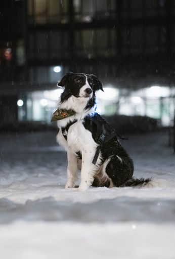 An adorable black and white Border Collie dog lying in the snow.