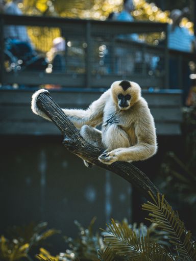 A close up of a monkey perched atop a sturdy tree branch