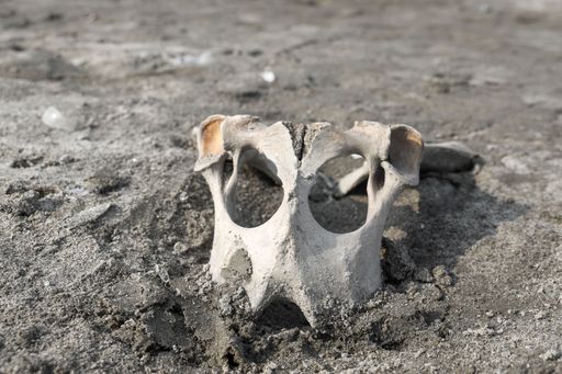A closeup of bones in the shape of skulls, lying in the sand
