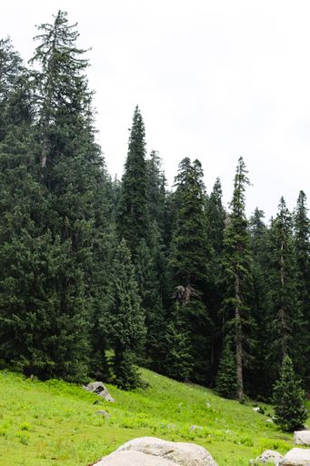 A mesmerizing view of a beautiful dense forest, Kumrat Valley