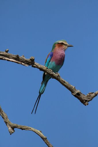 This colorful bird is perched atop a bare tree branch, looking out at the world below