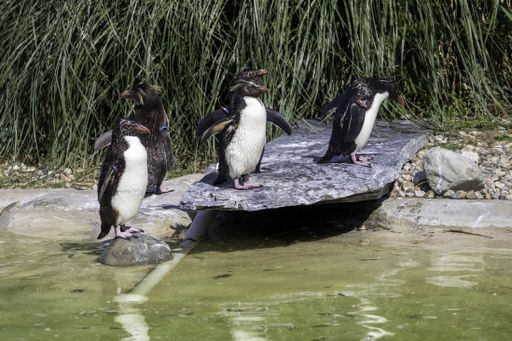 A closeup shot of a rockhopper penguins