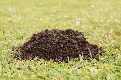 A closeup shot of a pile of mud and dirt in the middle of a grass covered lawn