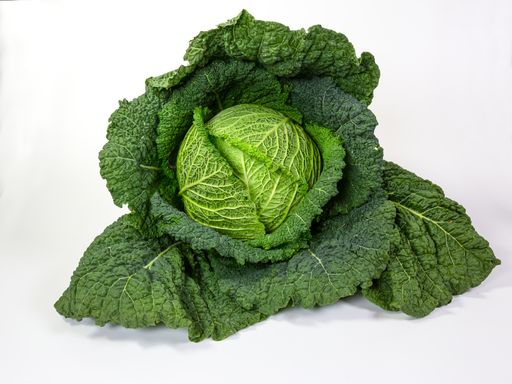 Close-up of a savoy cabbage on white background with copy space