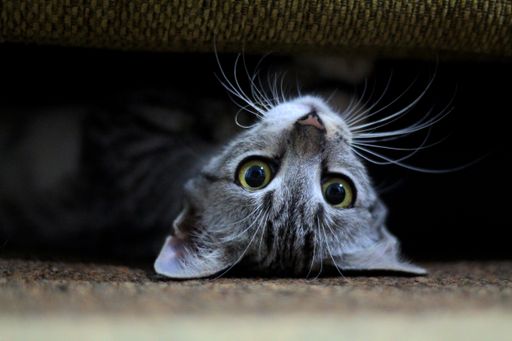 A closeup portrait of a playful domestic cat lying upside down under a cou
