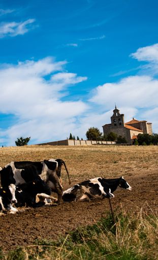 A herd of cows grazing on the pasture under a cloudy sky