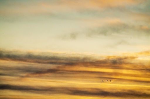 A panoramic shot of three cranes flying under orange cloudy sky