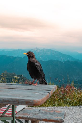 A vertical shot of an Alpine chough sitting on a wooden table on top of a mountain