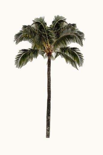 A vertical shot of a palm tree isolated on a