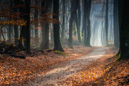 A pathway in a forest covered in trees and leaves under the sunlight in autumn