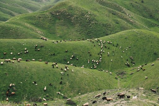 An aerial view of the green hills with a flock of sheep.