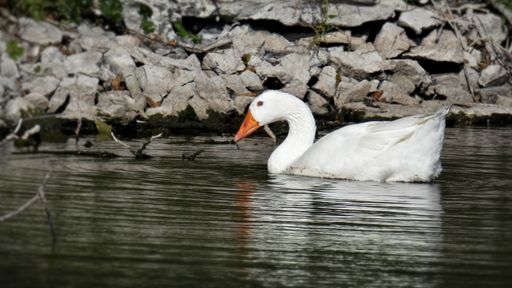A white swan swimming in the water during the daytime