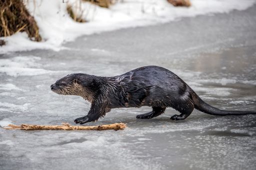 This adorable otter is posing next to a stick with a fish in his mouth! He looks so happy and content, and his adorable grin is sure