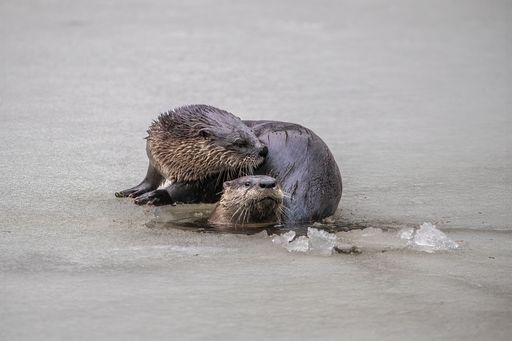 A happy couple of otters are enjoying a lazy day on the beach, relaxing in the sun and enjoying some delicious ice cream