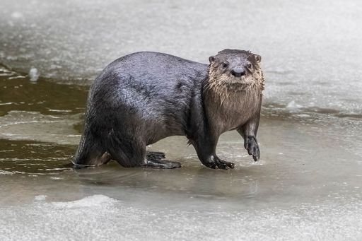 A cute otter is walking on the water near the shoreline, looking happy and content