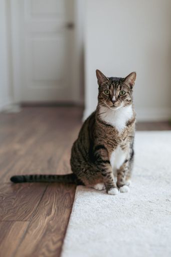 This is a cute cat sitting on top of a white rug on the floor