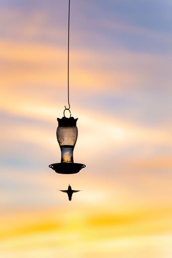 This beautiful bird is flying towards a humming feeder outside at sunset