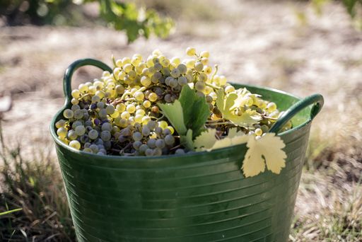 A green basket filled with fresh grapes for winemaking