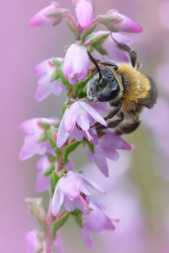 Female of the Heather mining bee, Andrena fuscipes on purple flowers of the common heather , Calluna vulgaris