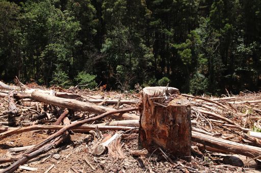 A scenery of stumps in the middle of a beautiful green forest