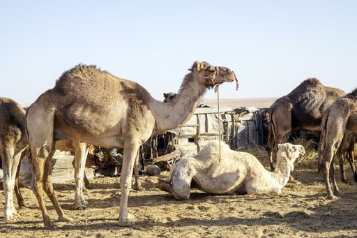 A herd of camels in the fold on a sunny day