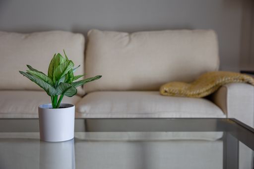 A small plant is set atop a glass table in front of modern furnishings inside a home living room.