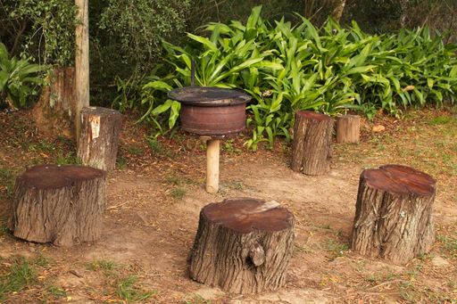 A scenery of stumps in the middle of a beautiful green forest