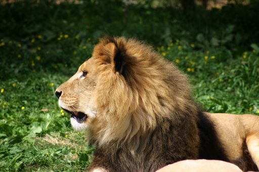 A closeup shot of a lion laying on the ground while looking aside