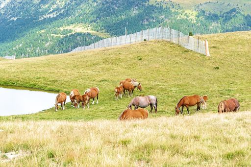 Selective Focus - Herd of wild horses, mares and foals in the Andorran Pyrenees highlands enjoying the wildlife. Walking, running, eating, relaxing.