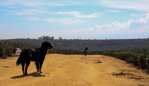 A closeup shot of black German Shepherds walking on a path surrounded by pineapple plant fields