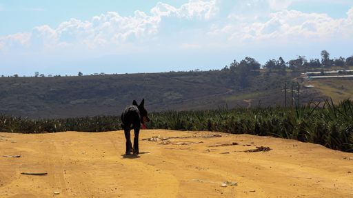 A closeup shot of a black German Shepherd walking near pineapple plant fields