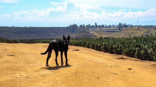 A closeup shot of a black German Shepherd walking near pineapple plant fields