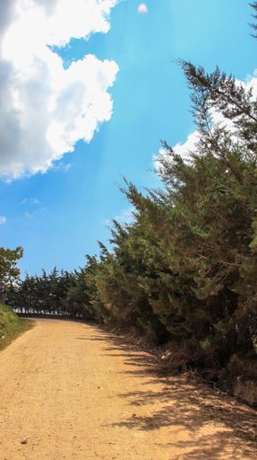 A vertical shot of a path surrounded by bushes and trees on a cloudy day