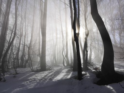 A beautiful shot of tall trees in foggy weather with the sunlight shining through, during winter