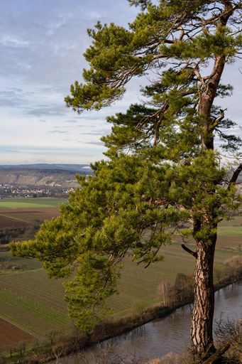 A vertical shot of a calm lake surrounded by vineyards with a tree in the foreground