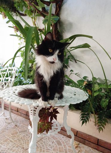 Beautiful closeup shot of a lovely black and white longhair furry domestic cat sitting on a table in the garden