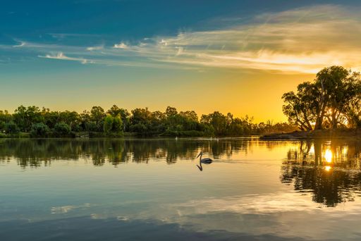 A bird wading in the Murray River at sunset.