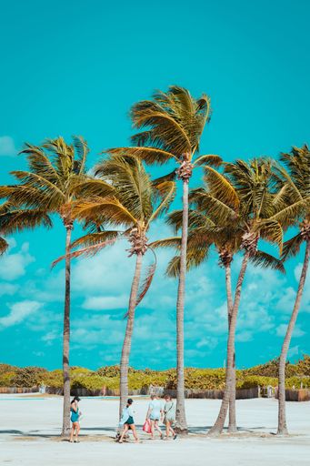An idyllic, tropical beach scene featuring a row of majestic palm trees against a deep blue sky