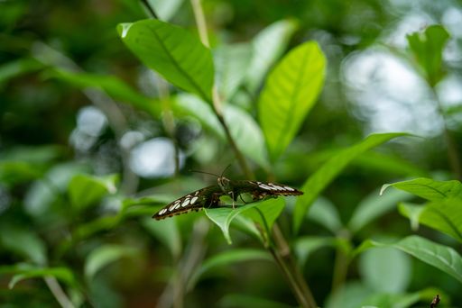 Close up of of butterfly on against green leaves background. Horizontal shot
