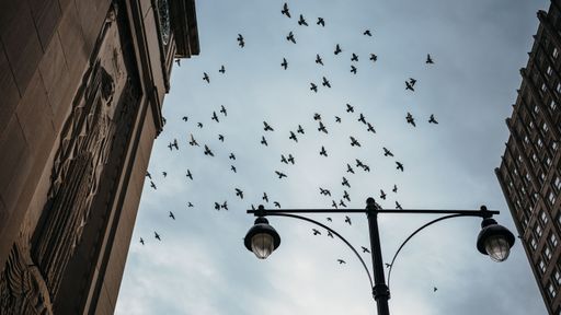 A low-angle of large flock of birds soaring over a bustling city with buildings and street light