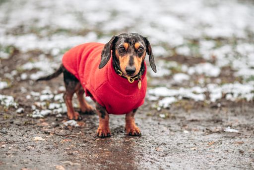 A brown dachshund wearing a red sweater standing outside on the snow-covered ground