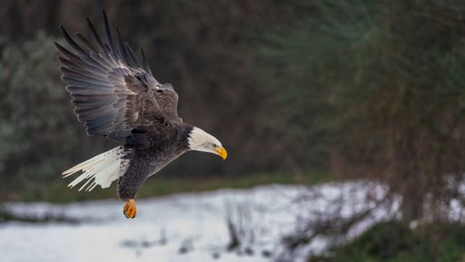 A majestic bald eagle gracefully landing in a pristine and snow-covered forest