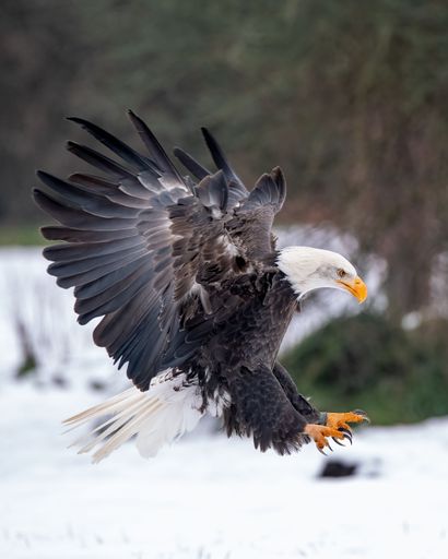 A majestic bald eagle gracefully landing in a pristine and snow-covered forest